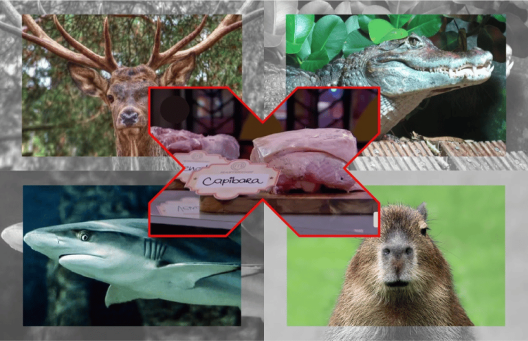 Organizaciones de defensa animal interponen denuncia  contra Teleamazonas por un programa de Máster Chef