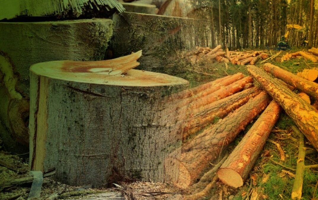 La lupa del periodismo sobre la Amazonía